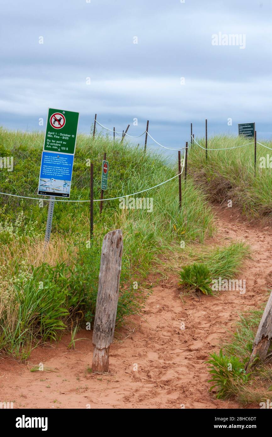 Eingezäunter Weg durch Sanddünen. Schutzschilder, die empfindliche Lebensräume und natürliche Regenerationsgebiete der Tierwelt kennzeichnen. North Rustico Beach PEI Stockfoto
