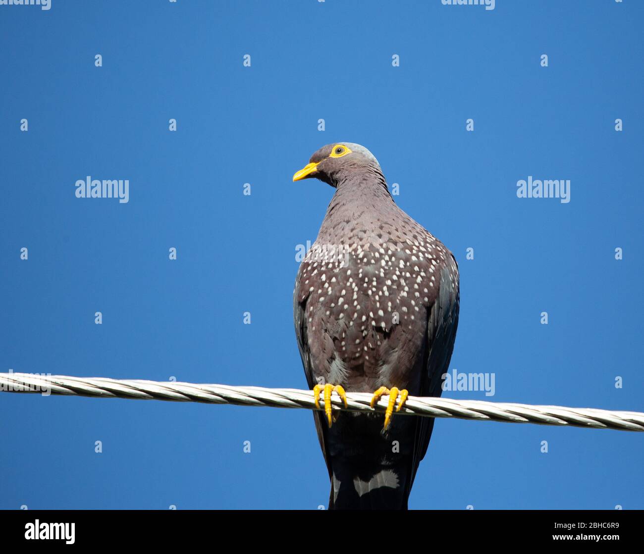 Rameron Pigeon Südafrika Stockfoto