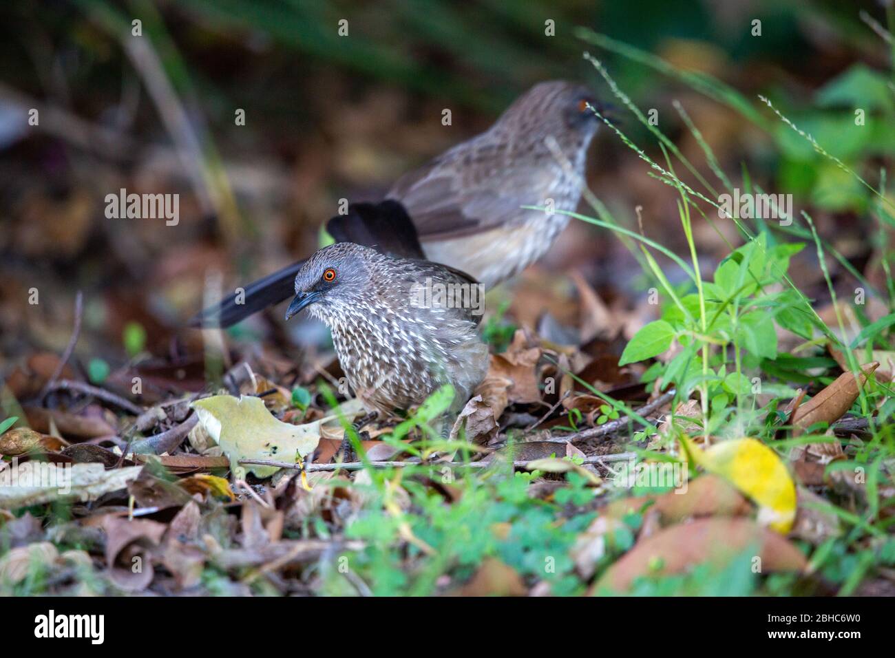 Pfeil markiert Babbler Vogel Stockfoto