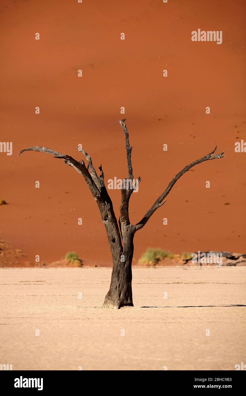 Toter Baum (vermutlich 900 Jahre alt) und Sanddünen bei Deadvlei, in der Nähe von Sossusvlei, Namib-Naukluft Nationalpark, Namibia, Afrika Stockfoto