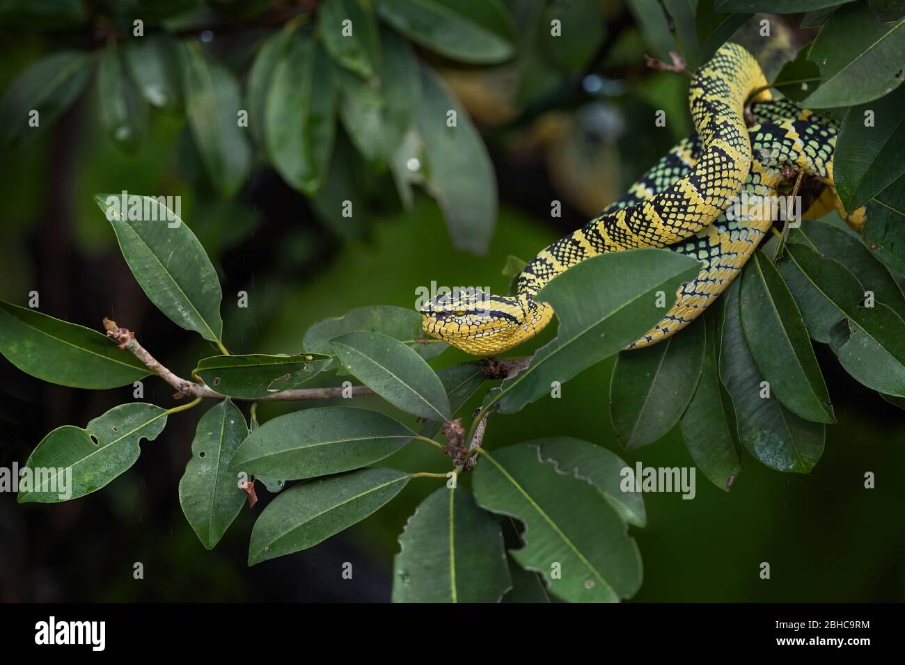 Wagler's Grubenviper - Tropidolaemus wagleri, schöne farbige Viper aus südostasiatischen Wäldern und Wäldern, Malaysia. Stockfoto