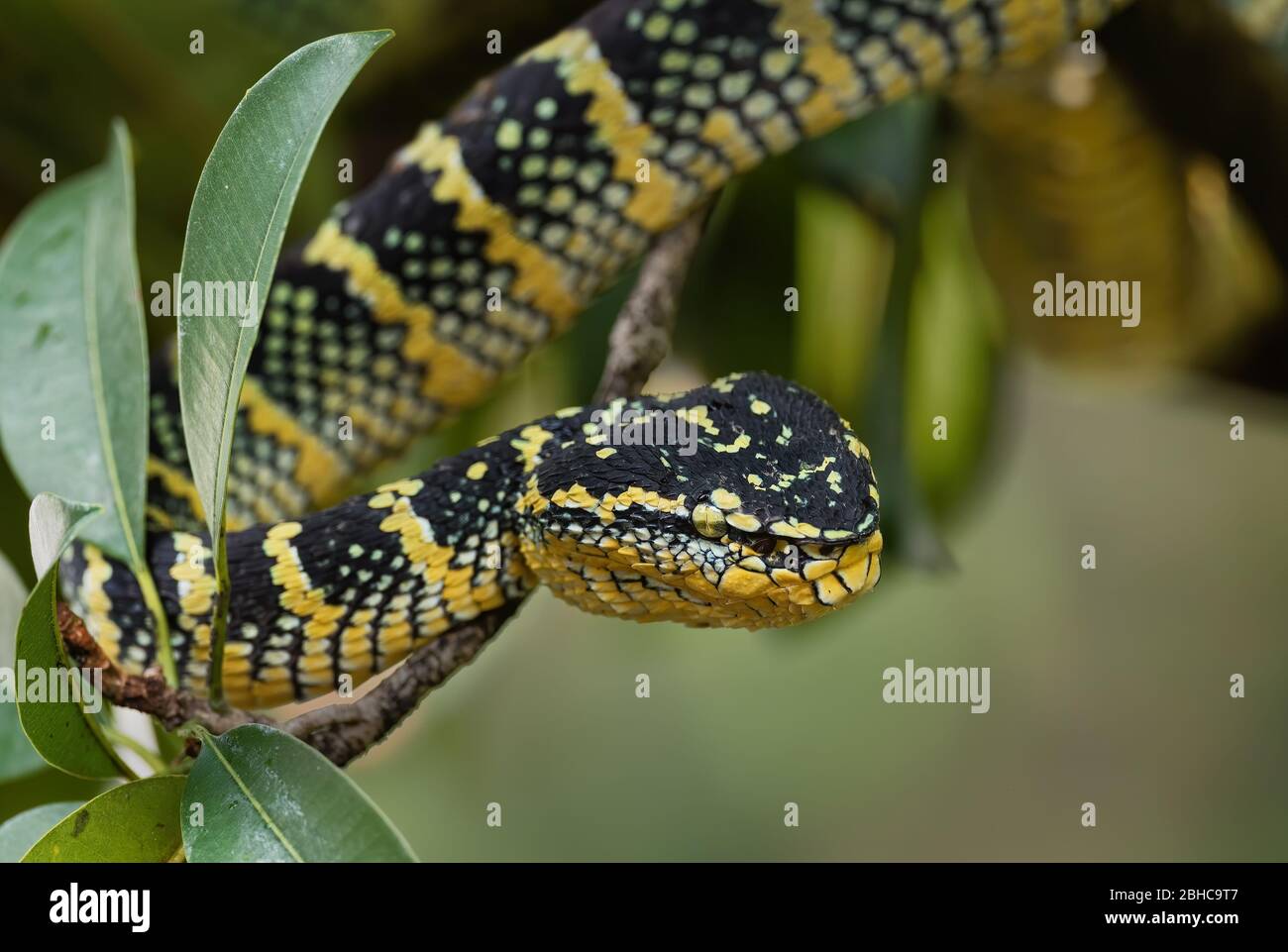 Wagler's Grubenviper - Tropidolaemus wagleri, schöne farbige Viper aus südostasiatischen Wäldern und Wäldern, Malaysia. Stockfoto