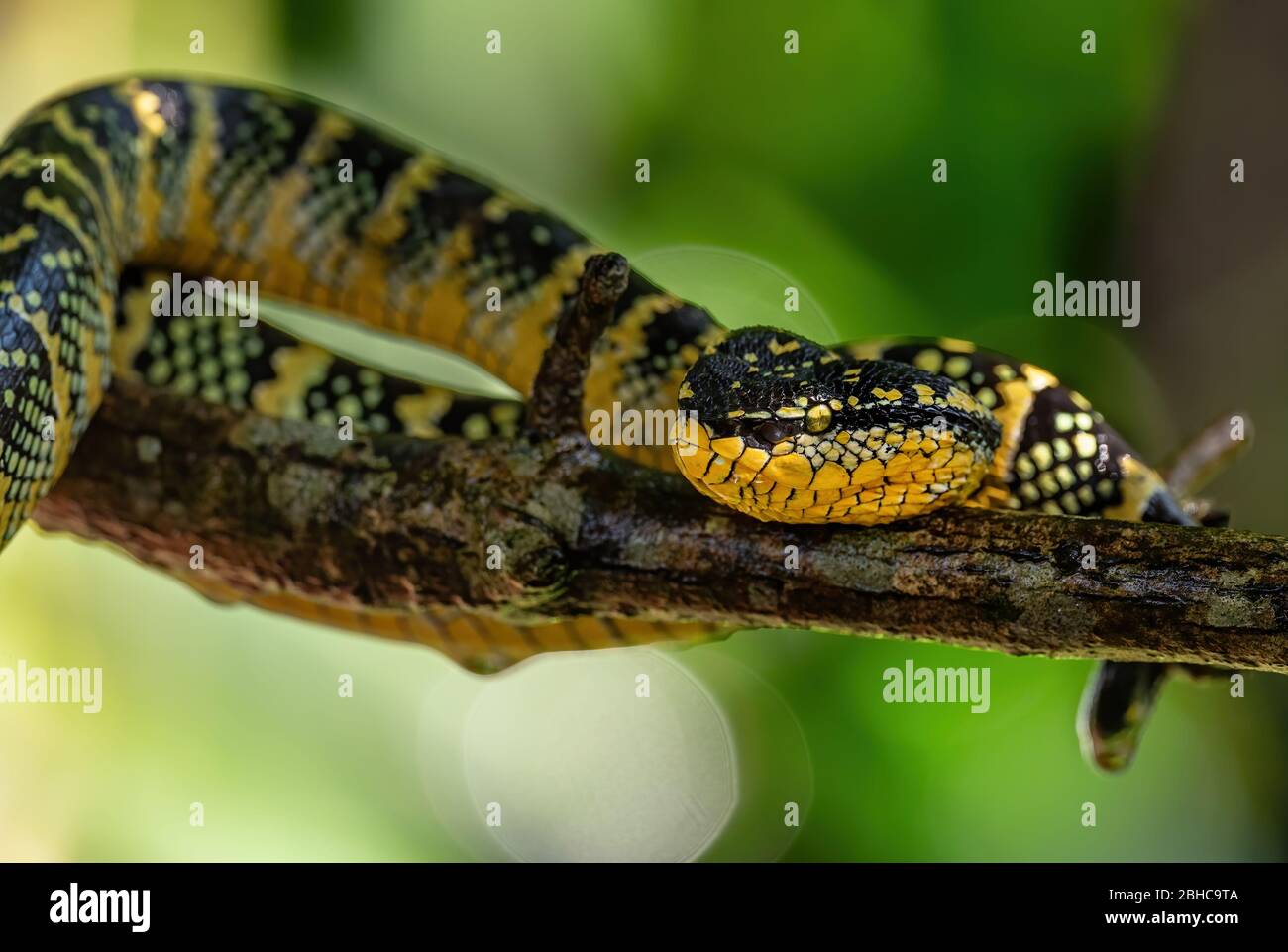 Wagler's Grubenviper - Tropidolaemus wagleri, schöne farbige Viper aus südostasiatischen Wäldern und Wäldern, Malaysia. Stockfoto
