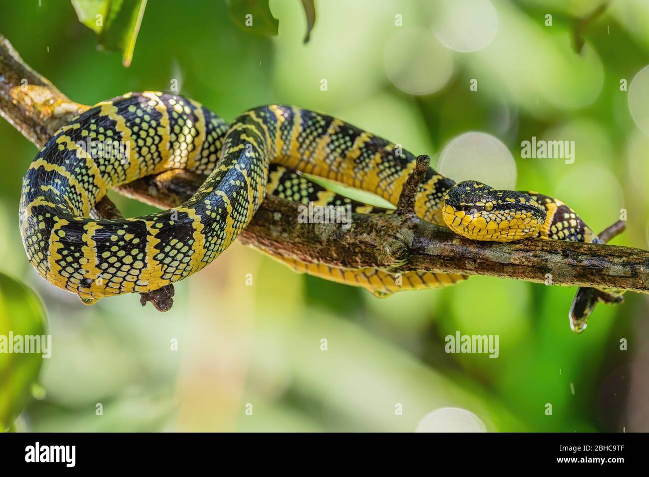 Wagler's Grubenviper - Tropidolaemus wagleri, schöne farbige Viper aus südostasiatischen Wäldern und Wäldern, Malaysia. Stockfoto