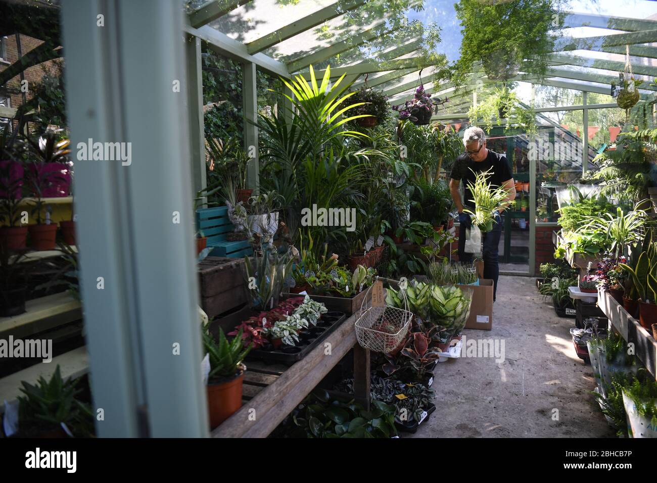 Besitzer John Schofield bereitet Pflanzen für die Lieferung an Battersea Flower Station in Battersea, London vor. Stockfoto