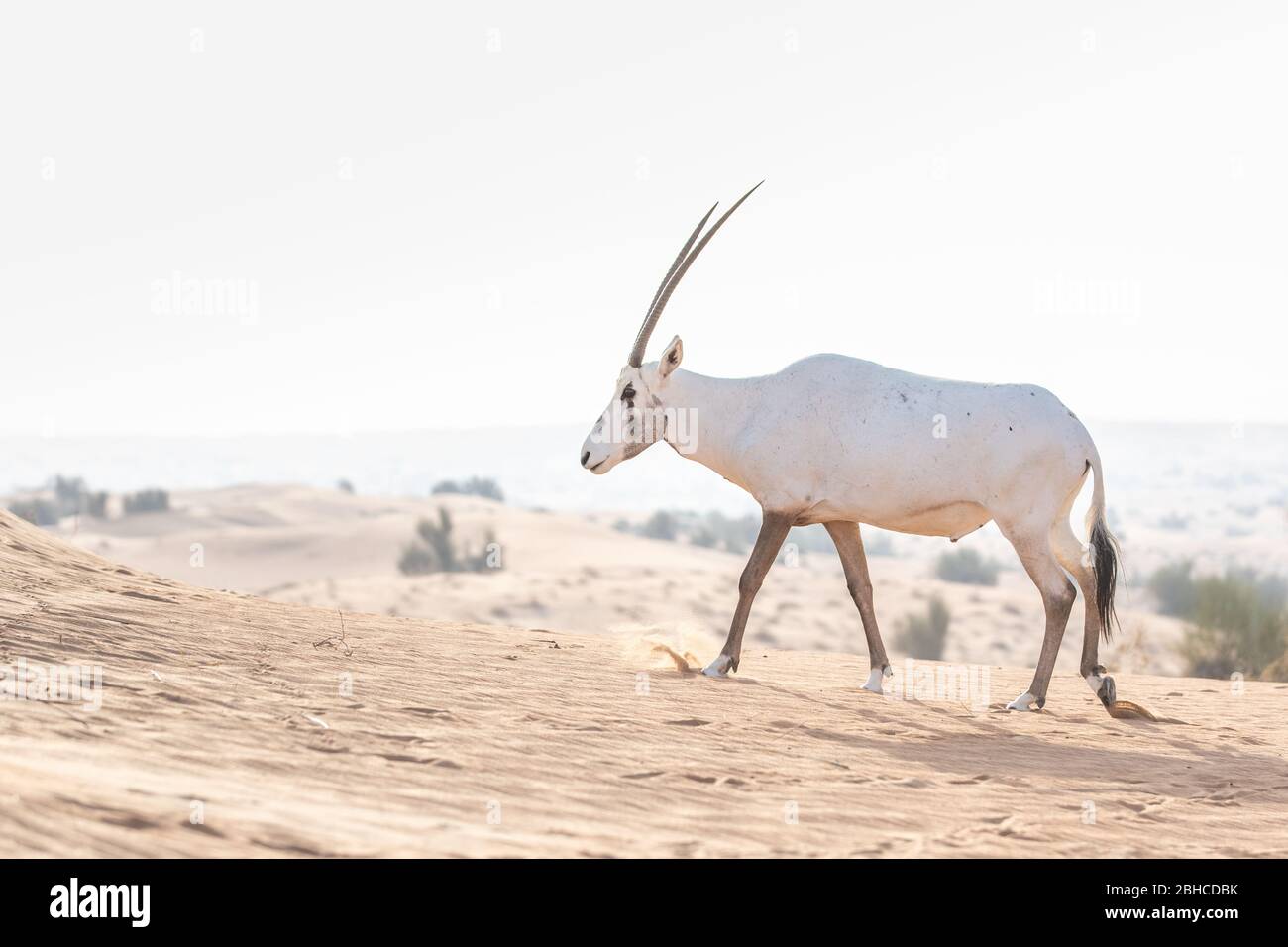 Ein gefährdeter arabischer Oryx in seiner natürlichen Wüstenumgebung tagsüber. Stockfoto