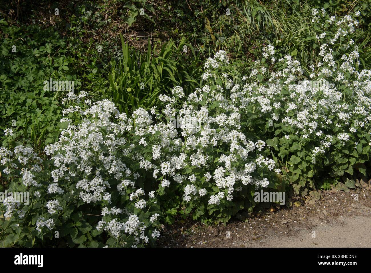 Frühling blühende Knoblauchsenf oder Jack-by-the-Hedge Wildblume (Alliaria petiolata) wächst auf einem Straßenrand Verge in Rural Devon, England, Großbritannien Stockfoto