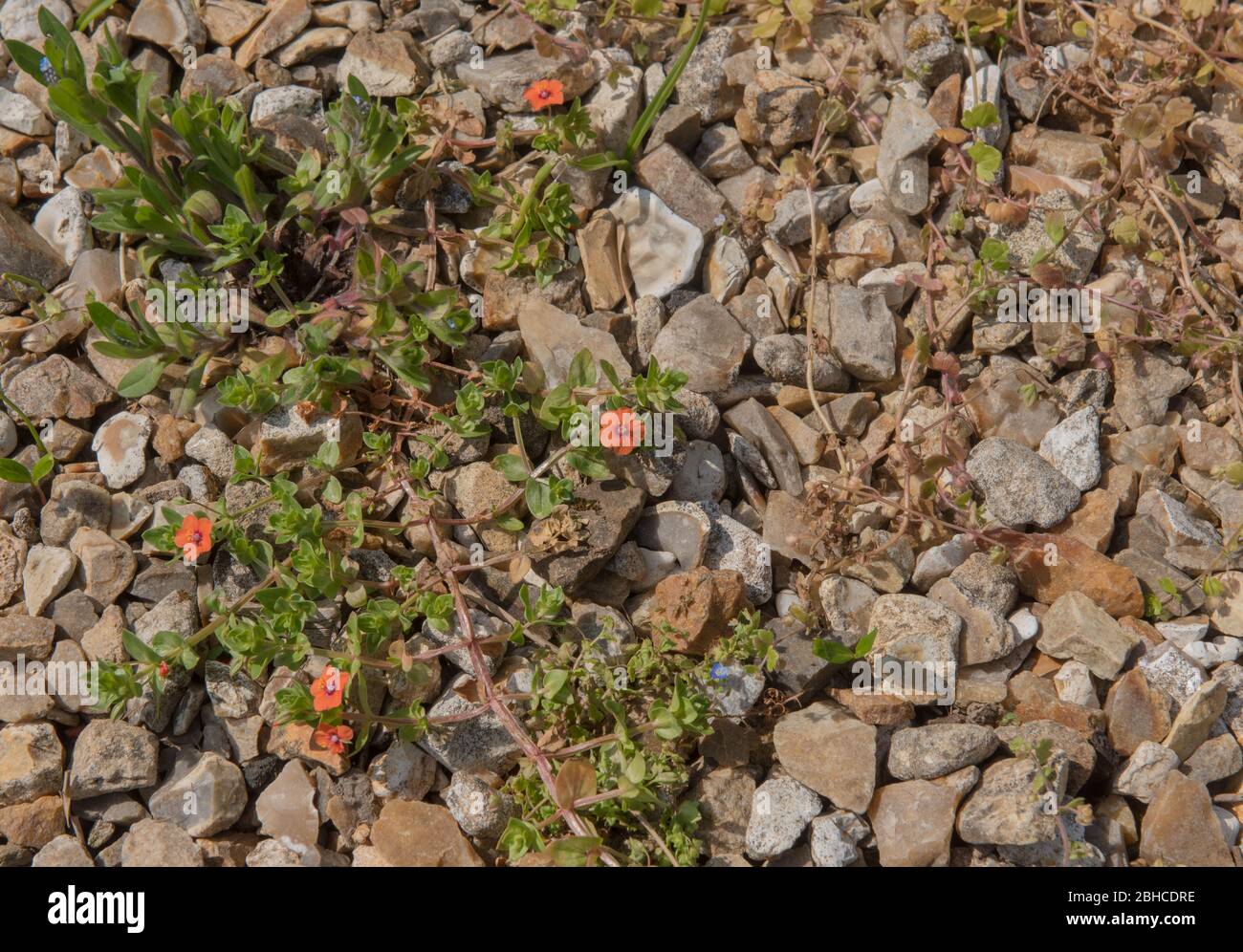 Frühling blühende Scharlachrote Pimpernel Wilde Blume (Anagallis arvensis) wächst auf einem Kiesweg in einem Land Cottage Garden in ländlichen Devon, England, Großbritannien Stockfoto