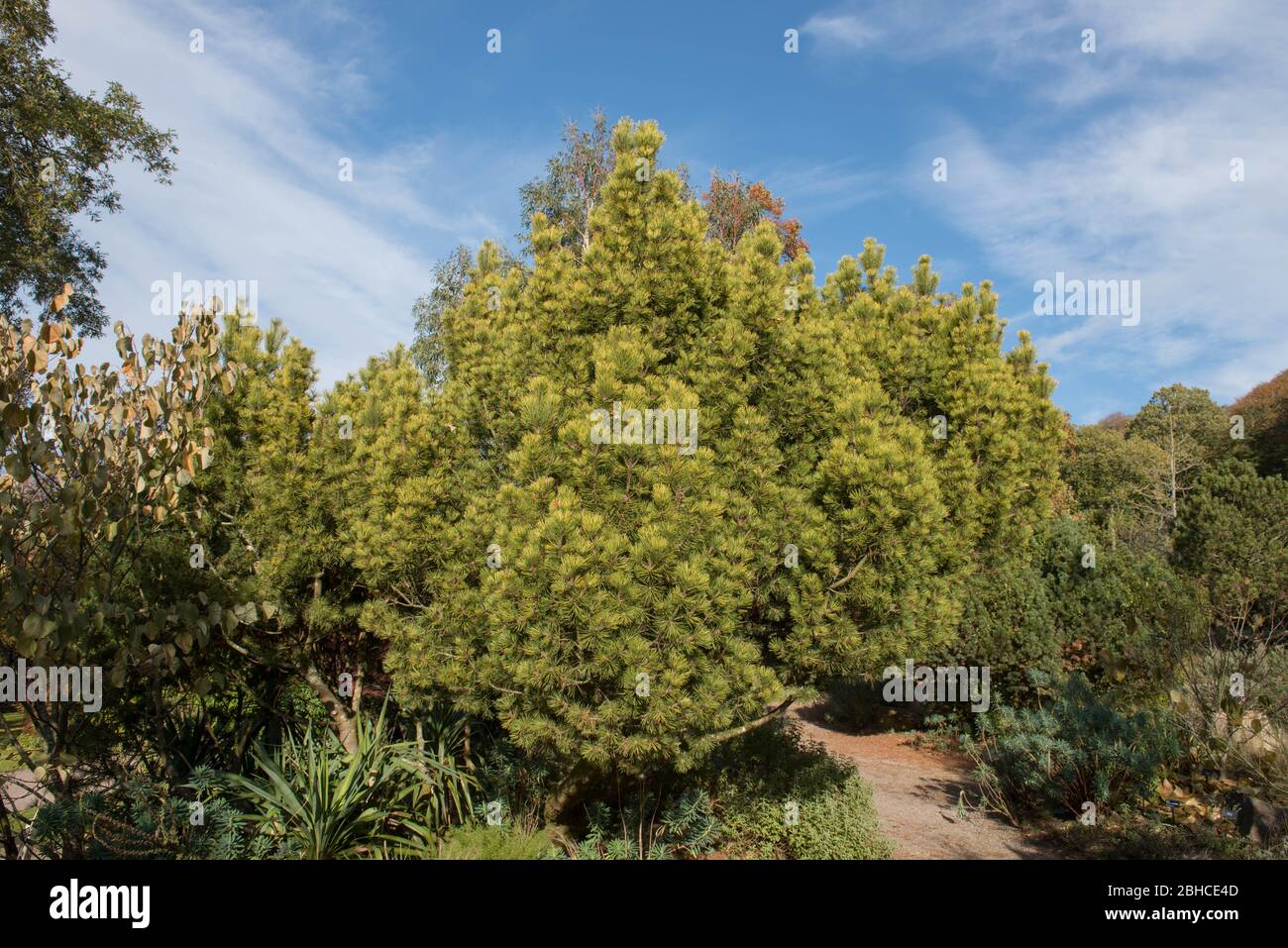 Zwergkiefer (Pinus mugo 'Winter Gold') in einem Garten im ländlichen