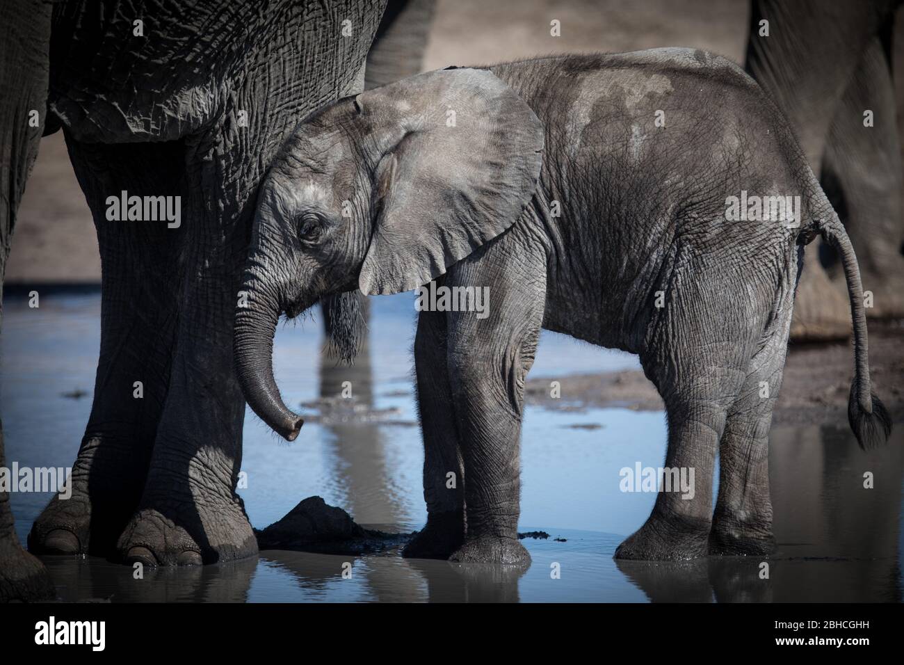 Afrikanischer Elefant, Loxodonta africana, Hwange Nationalpark, Matabeleland North Province, Simbabwe Stockfoto