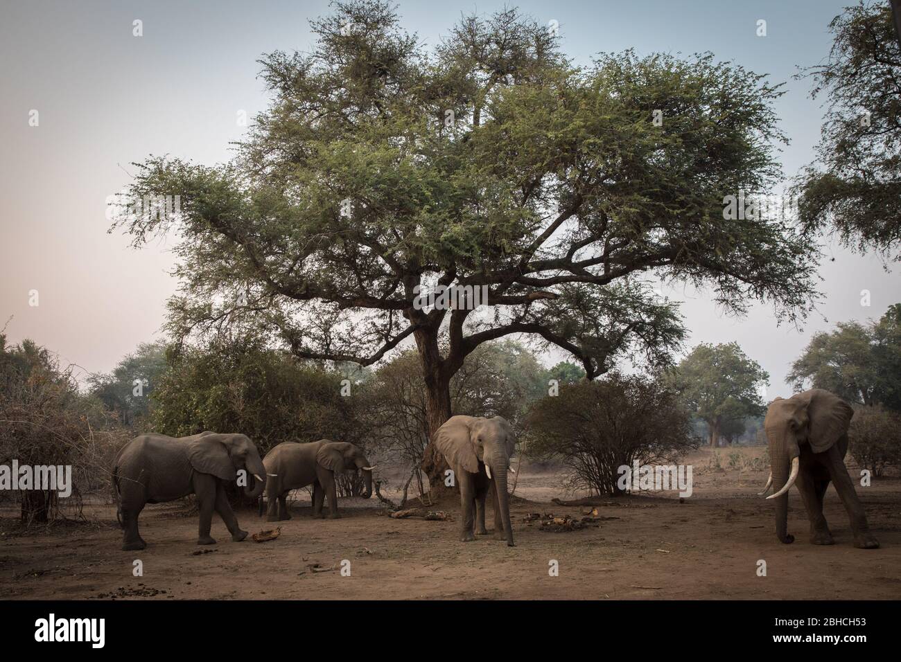 Ana Trees, Faidherbia albida, auf der Zambezi-Aue, Mana Pools National Park, Mashonaland West, Simbabwe, sind ein Favorit für afrikanische Elefanten Stockfoto