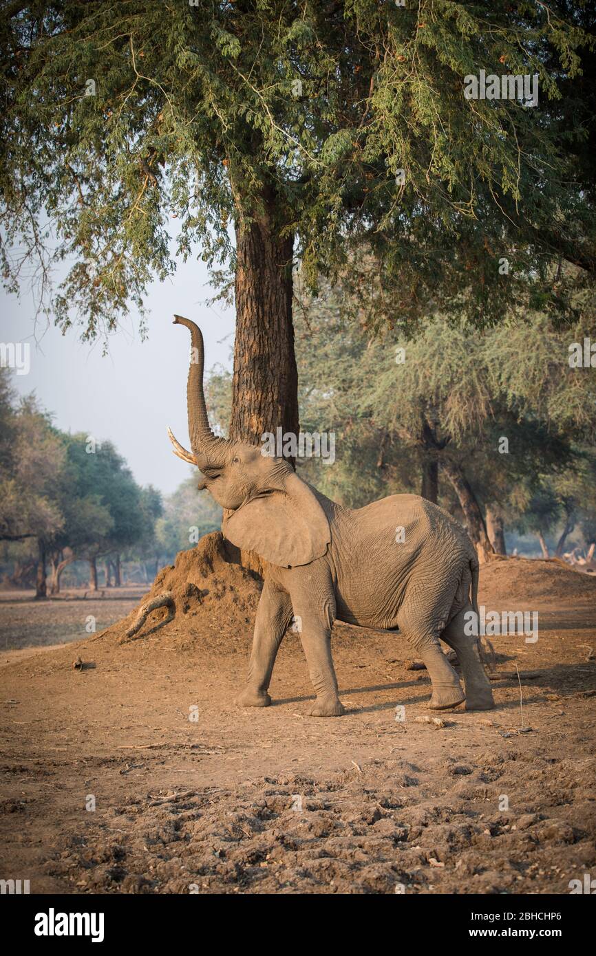 Ana Trees, Faidherbia albida, auf der Zambezi-Aue, Mana Pools National Park, Mashonaland West, Simbabwe, sind ein Favorit für afrikanische Elefanten Stockfoto