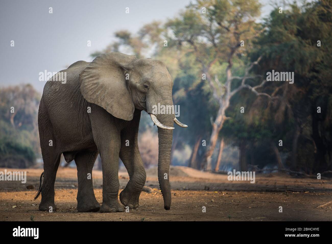 Ana Trees, Faidherbia albida, auf der Zambezi-Aue, Mana Pools National Park, Mashonaland West, Simbabwe, sind ein Favorit für afrikanische Elefanten Stockfoto