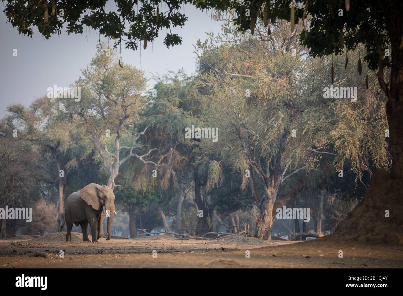 Ana Trees, Faidherbia albida, auf der Zambezi-Aue, Mana Pools National Park, Mashonaland West, Simbabwe, sind ein Favorit für afrikanische Elefanten Stockfoto