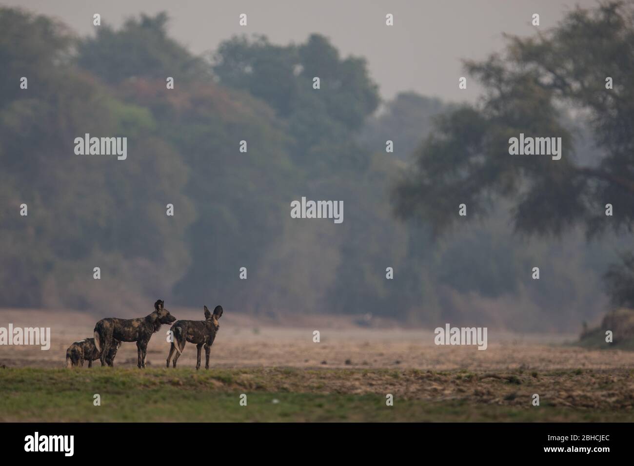 Wildhunde, Lycaon pictus, Patrouille am Zambezi-Flussufer in Chikwenya, Safari-Konzession, Mana Pools National Park, Mashonaland West Province, Simbabwe. Stockfoto