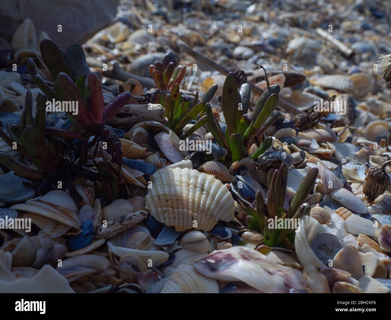 Sukkulenten wachsen am Strand zwischen den Muscheln Stockfoto