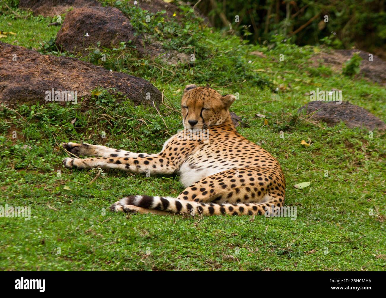 Ein Gepard ruht, nachdem er sich selbst gefressen hat, eine Gewohnheit, um sicherzustellen, dass sie nicht verlieren hart verdiente Mahlzeiten an Konkurrenten und Rächer. Stockfoto