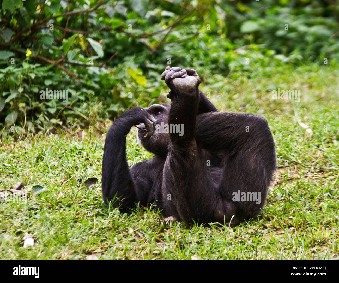 Eine Erwachsene Schimpanse entspannt sich, wenn der Rest der Truppe eine Mittagssiesta und eine Pause von der Suche nach Nahrung nimmt Stockfoto