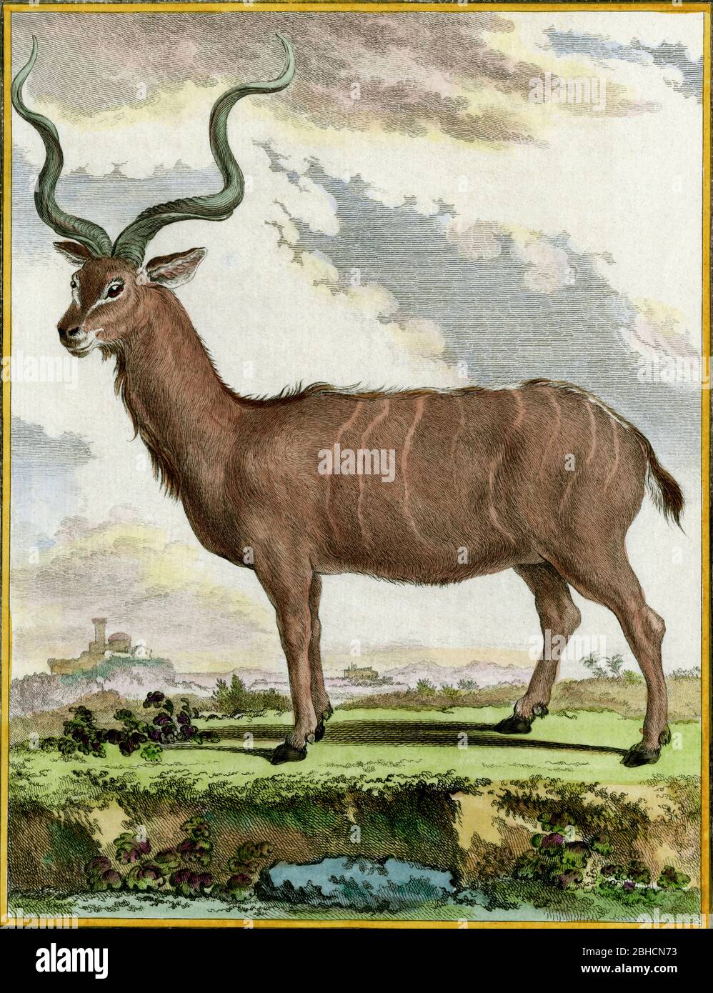 Gestreifte Antilope. Kupferstich, der in den 1700er Jahren für den französischen Naturforscher Georges-Louis Leclerc, Comte de Buffon (1707–1788) nach einer Zeichnung des französischen Tierkünstlers Jacques Henri E. de Sève (fl.1742–1788) erstellt wurde. Die Gravur erschien in Buffons einflussreichem naturgeschichtlichem Werk, dem 36-bändigen Werk „Histoire Naturelle, générale et particulière …“, das zwischen 1749 und 1788 veröffentlicht wurde. Diese später handkolorierte Illustration stammt aus der seltenen französischen Ausgabe der „Histoire“ aus dem Jahr 1780. Stockfoto