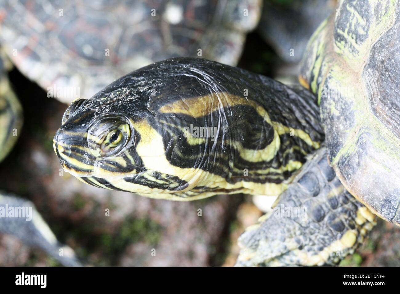 Gelbwangen-Schmuckschildkröte Stockfoto