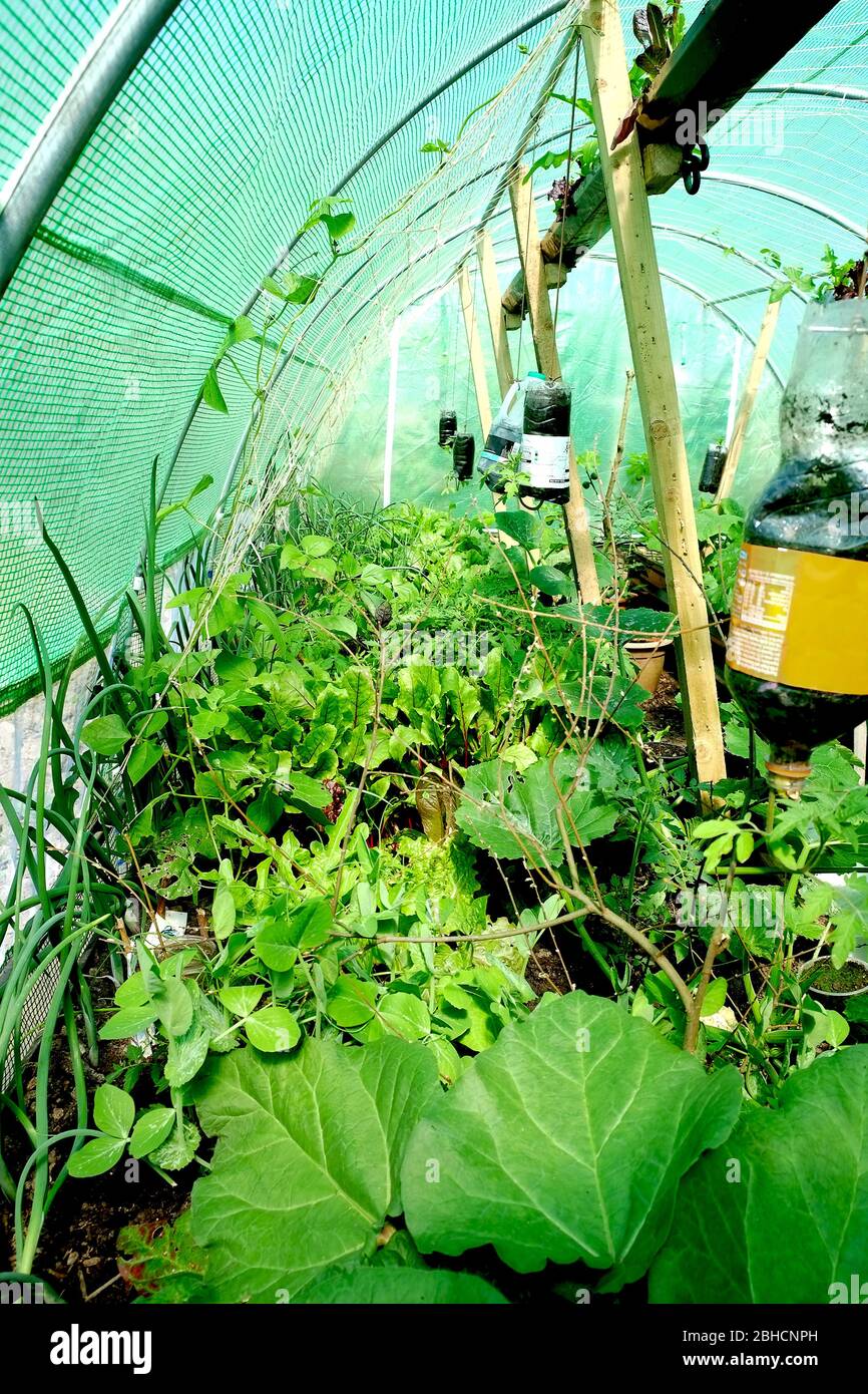 Polytunnel-Interieur voll von Gemüse & Obst Pflanzen im Frühjahr South Wales UK. Zucchini, Tomaten, Feigen, Salat, Kräuter wachsen alle vor der Zeit Stockfoto