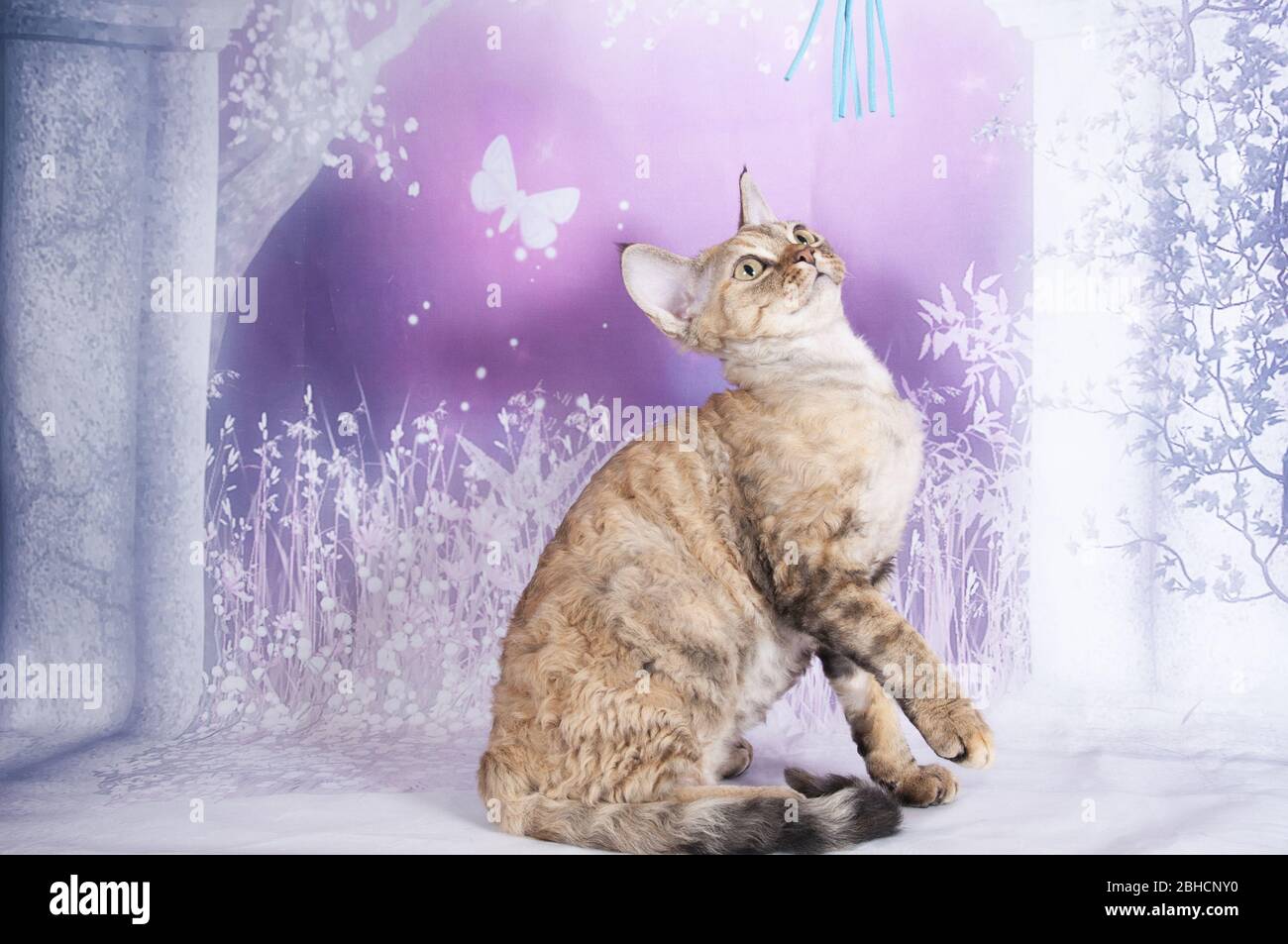 Katze zeigen auf Hintergrund voller Farbe Stockfoto
