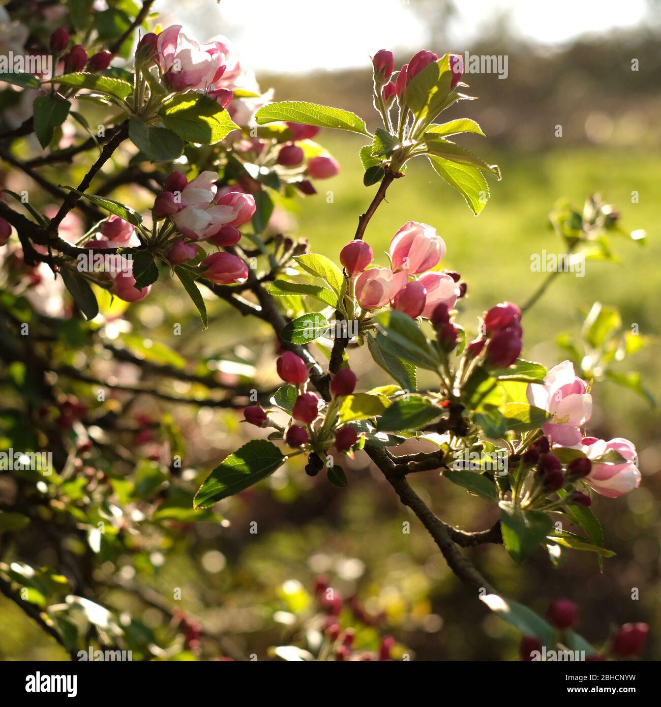 Crab Apple blossom Stockfoto