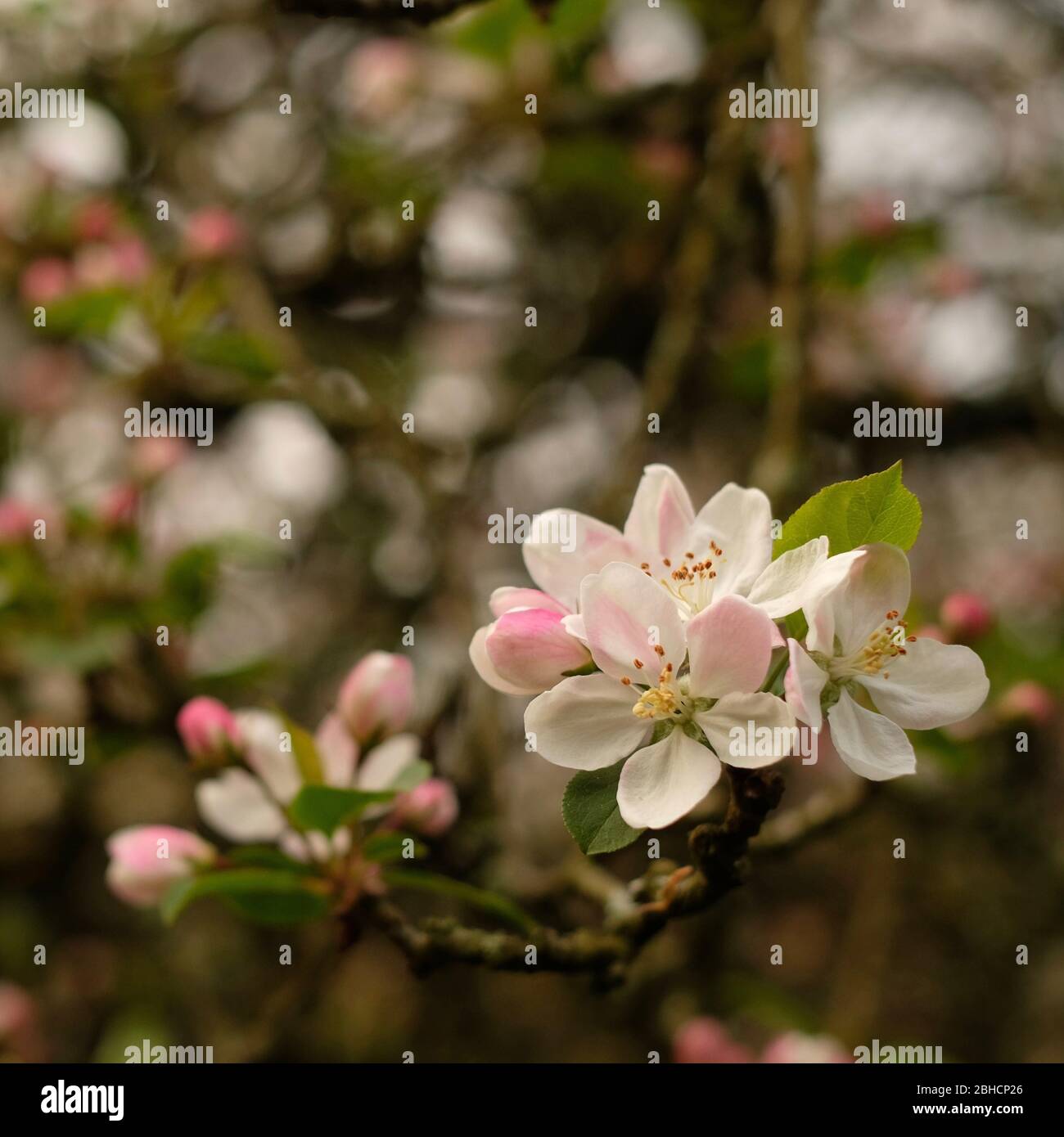 Crab Apple blossom Stockfoto