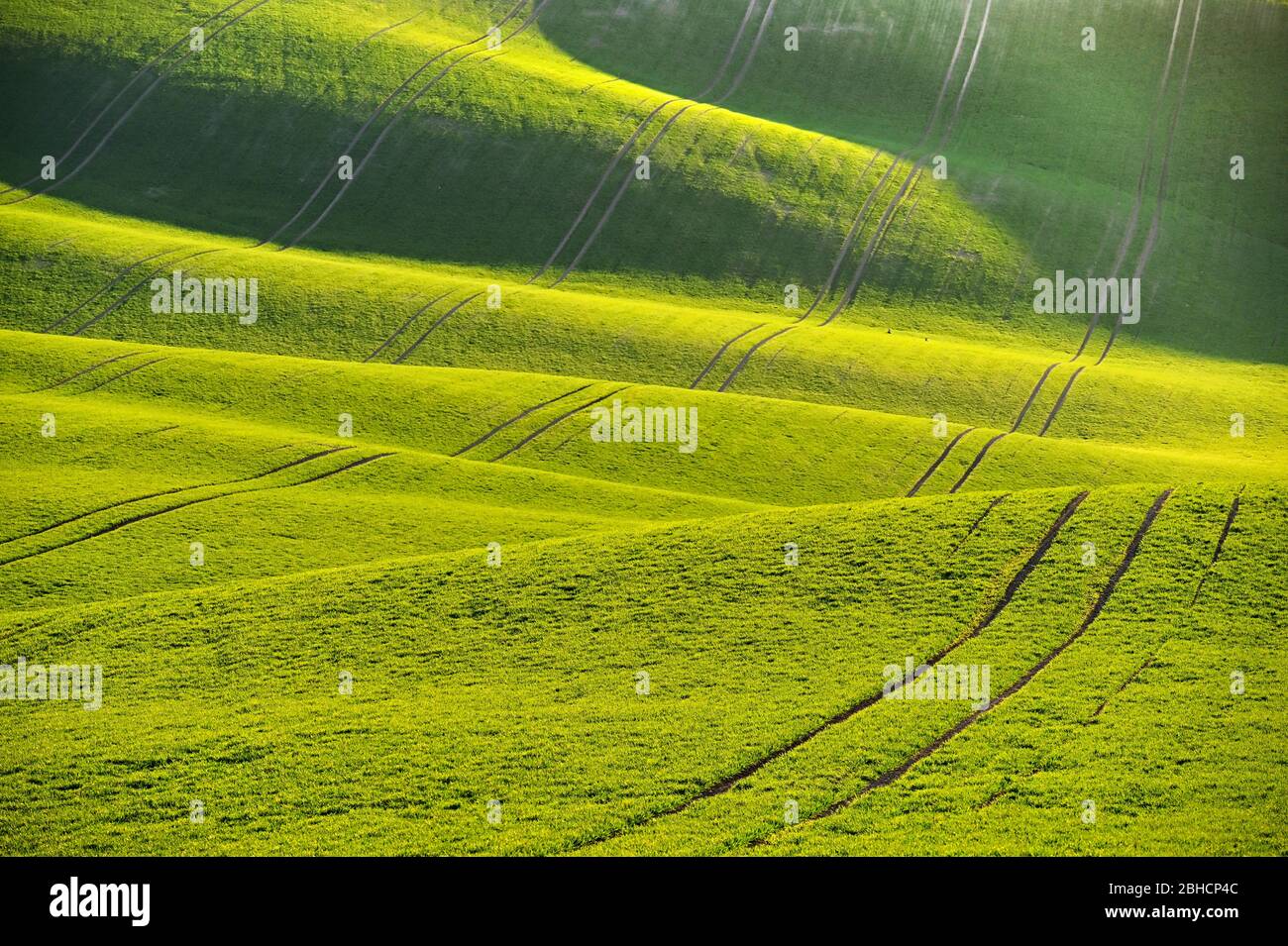 Grüner Frühling Natur Hintergrund mit Sonnenuntergang Sonne und Gras. Wellen auf dem Feld. Mährische Toskana - Tschechische Republik - Europa. Stockfoto
