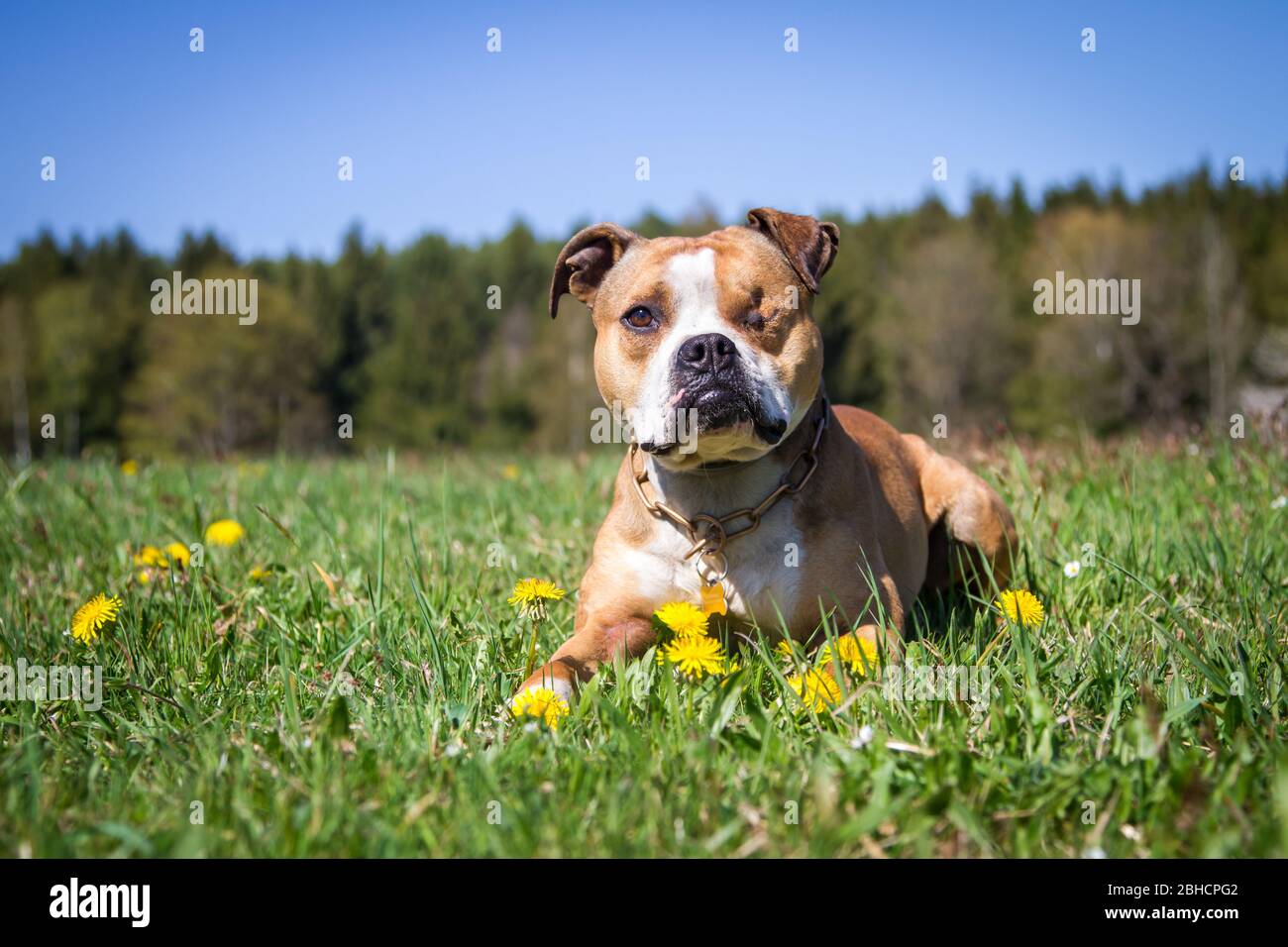 Bulldogge liegt auf der Frühlingswiese Stockfoto