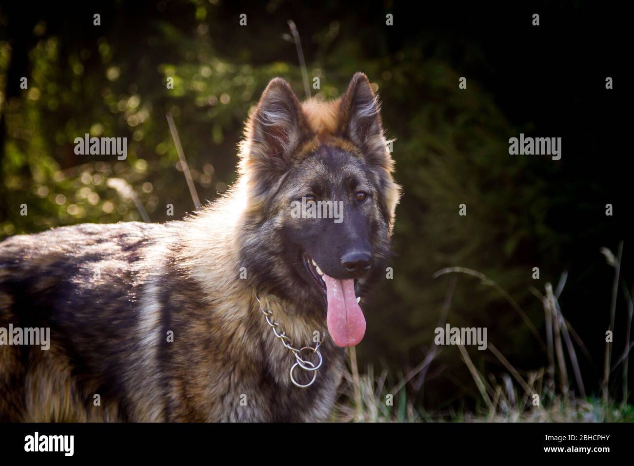 Porträt eines langhaarigen Schäferhundes (Elsässer) gegen das Licht Stockfoto