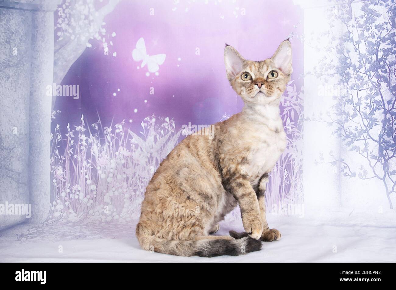 Katze zeigen auf Hintergrund voller Farbe Stockfoto