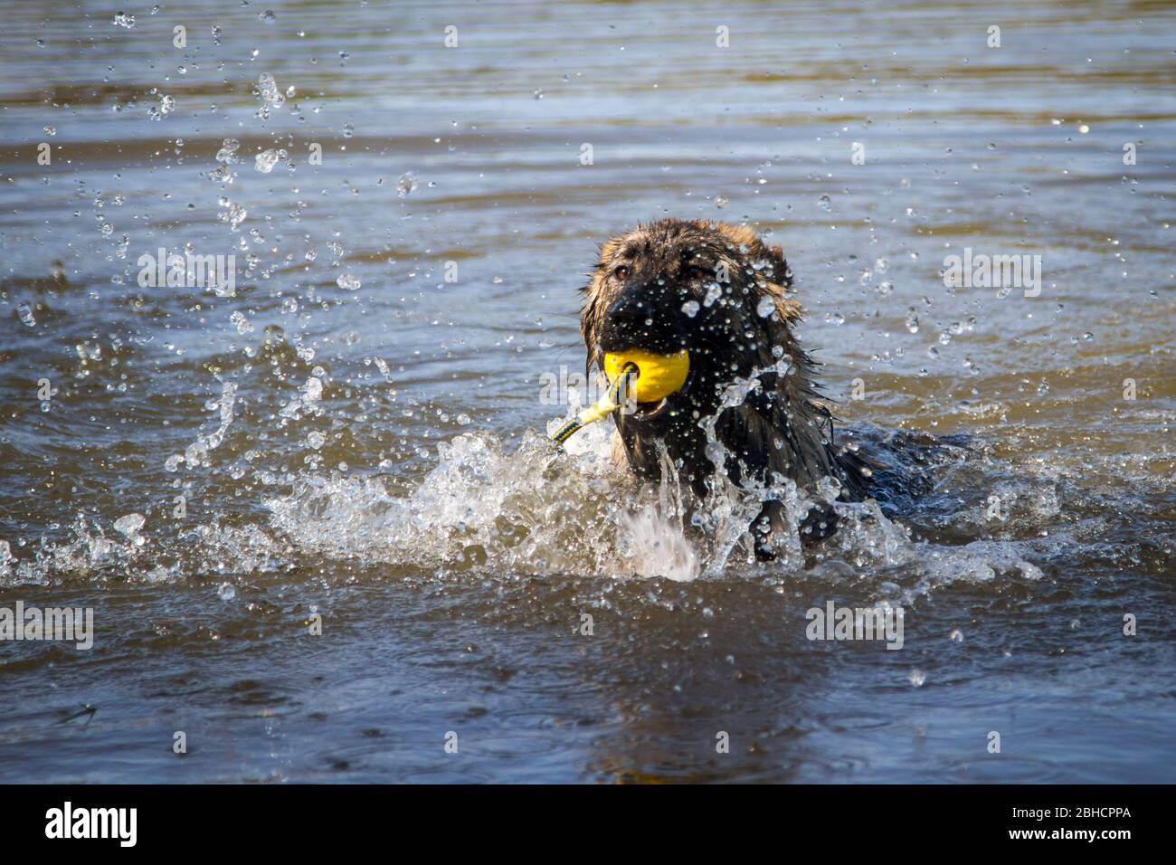 Langhaariger Schäferhund (Elsässer), der im Wasser schwimmt und einen Ball holt Stockfoto