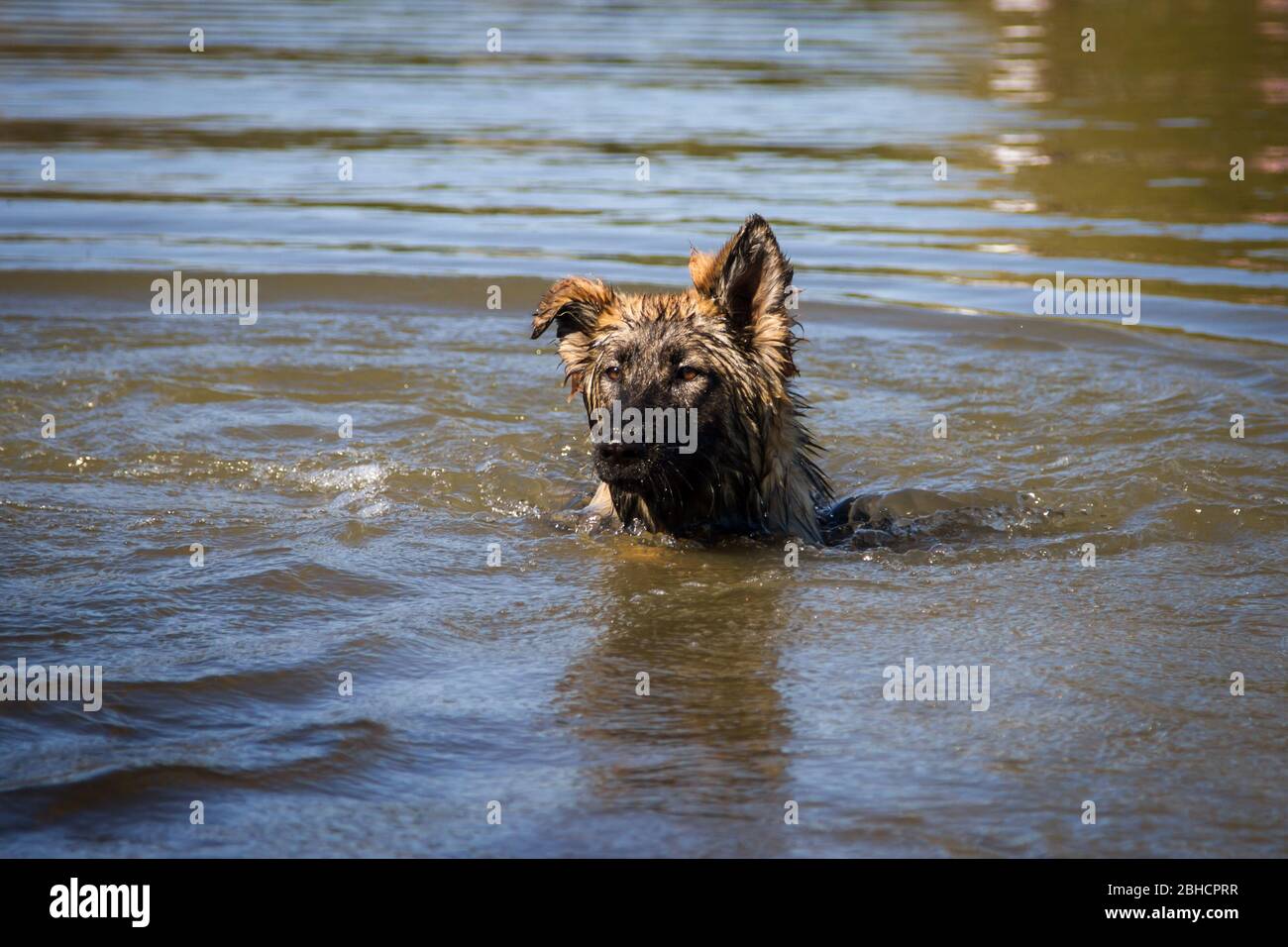 Langhaariger Schäferhund (Elsässer) im Wasser schwimmen Stockfoto