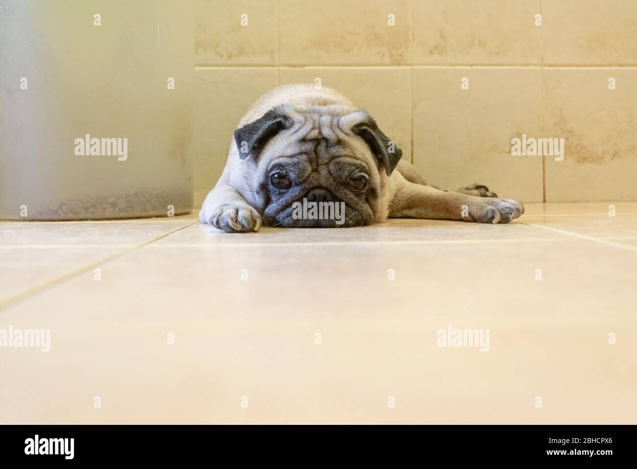 Fauler und schläfriger Mops-Hund, der auf dem Boden liegt. Kopierbereich. Stockfoto