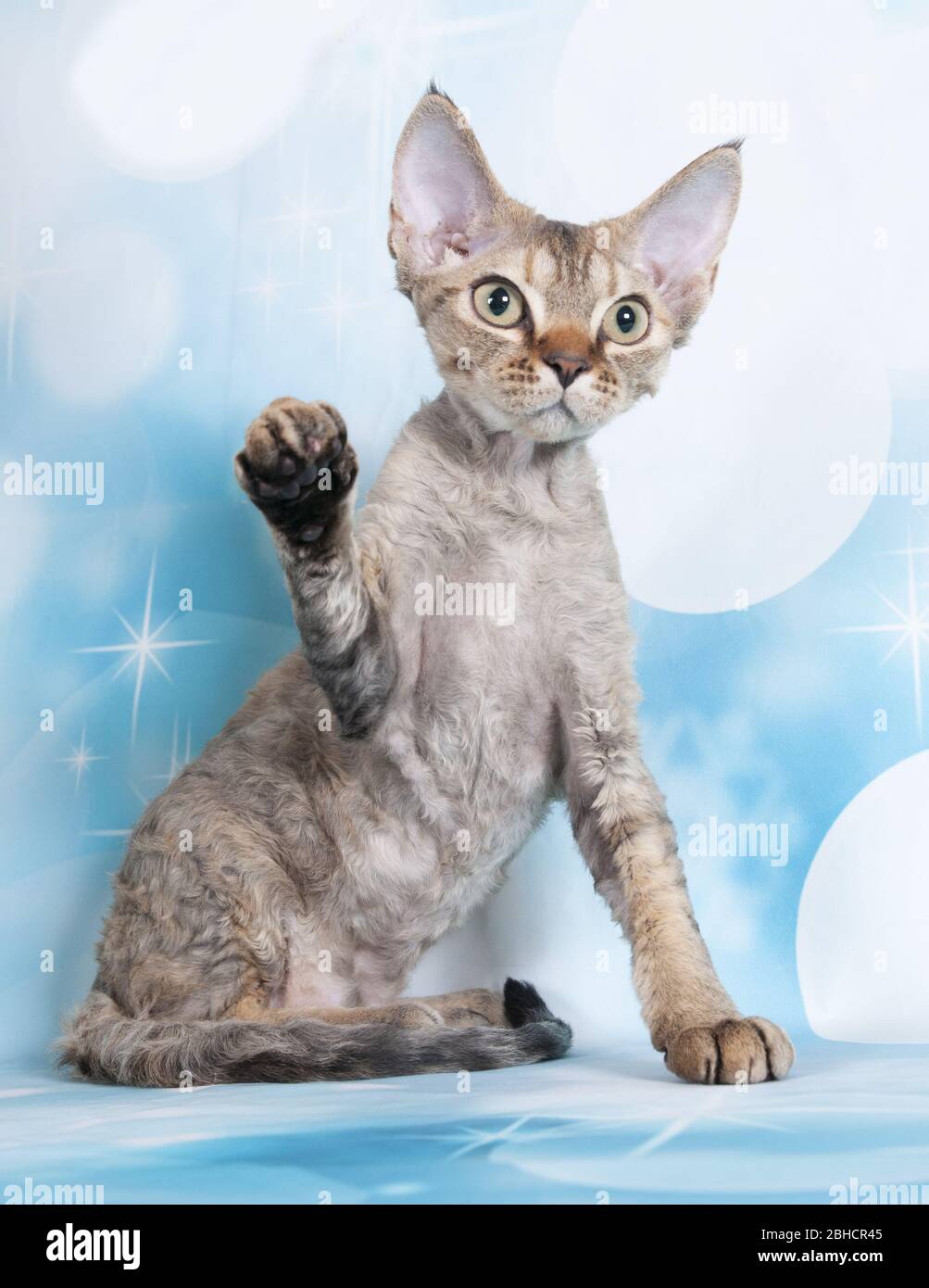 Katze zeigen auf Hintergrund voller Farbe Stockfoto