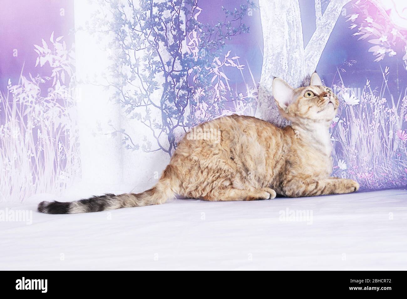 Katze zeigen auf Hintergrund voller Farbe Stockfoto