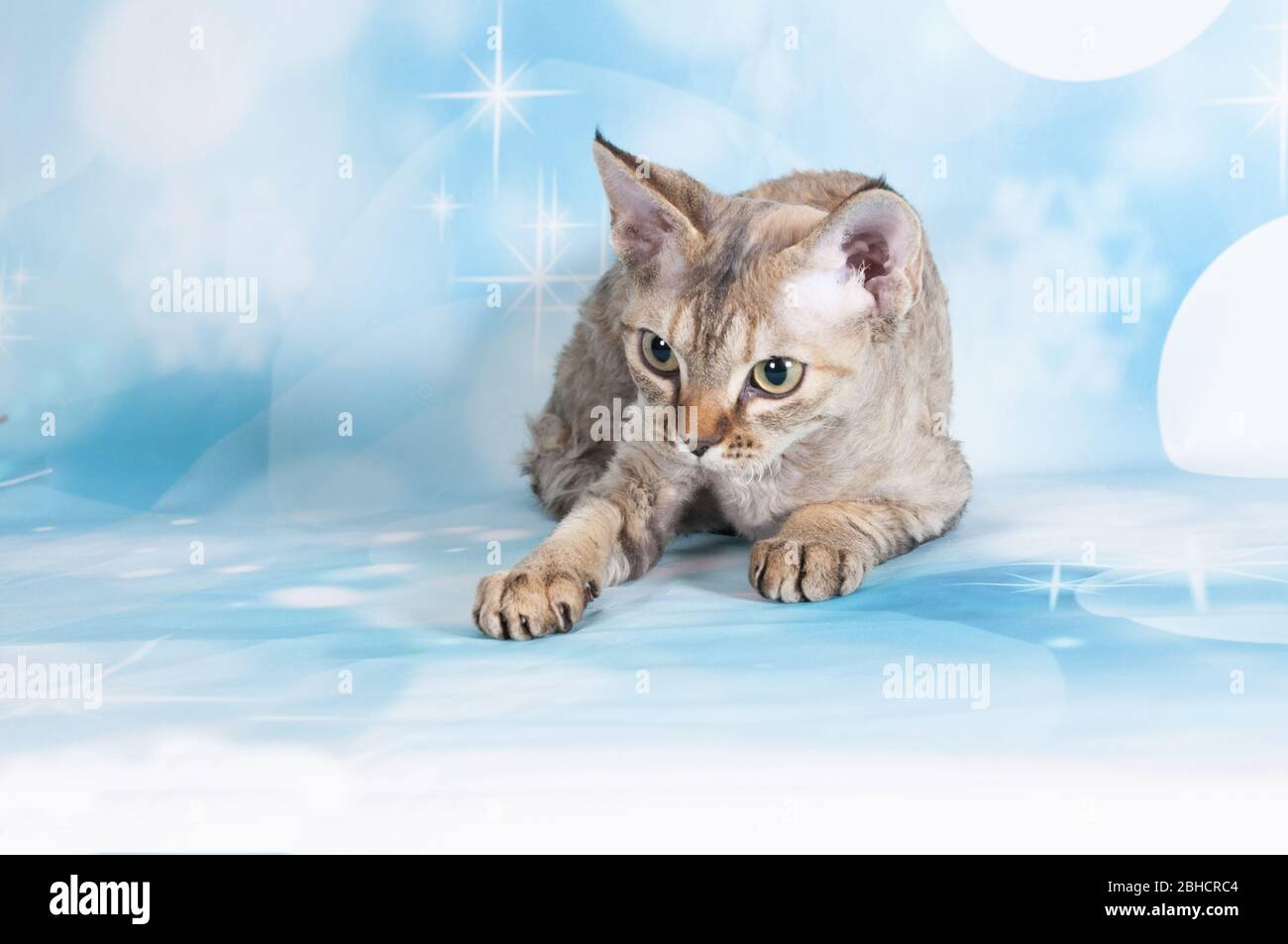 Katze zeigen auf Hintergrund voller Farbe Stockfoto