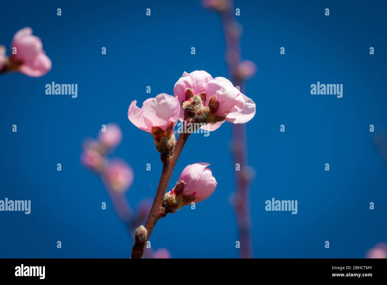 Rosa Blüten eines Pfirsichbaums (Prunus persica), Marillenblüte, Pfirischblüte Stockfoto