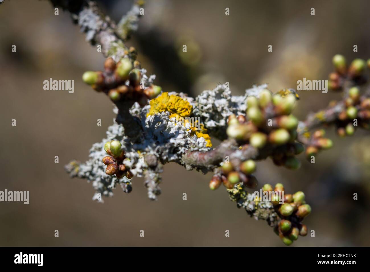 Baummoos (Lichen), Baumflechte Stockfoto