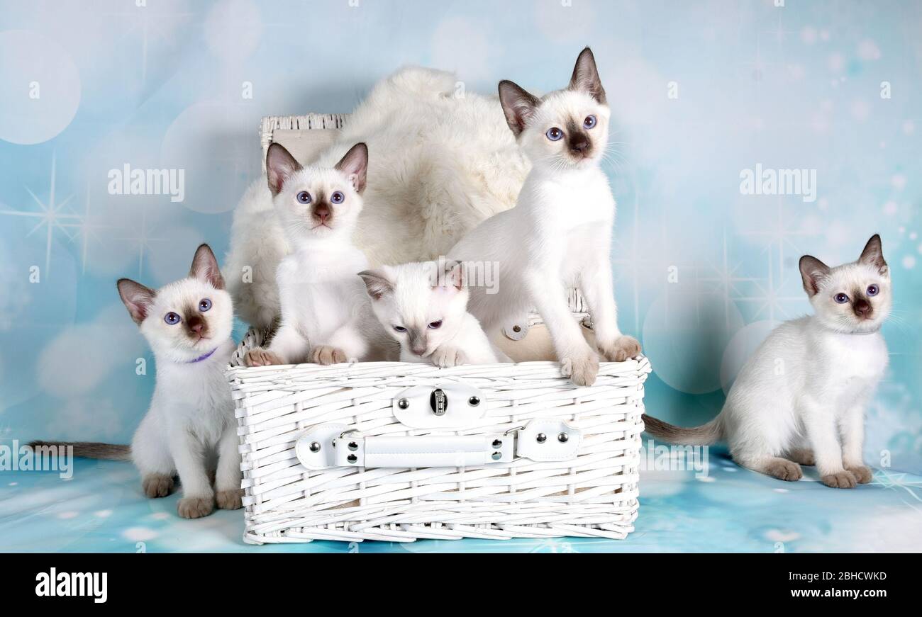 Kleine Kätzchen im Korb Stockfoto