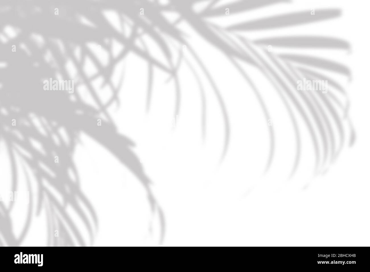 Grauer Schatten der Palme hinterlässt an einer weißen Wand Stockfoto