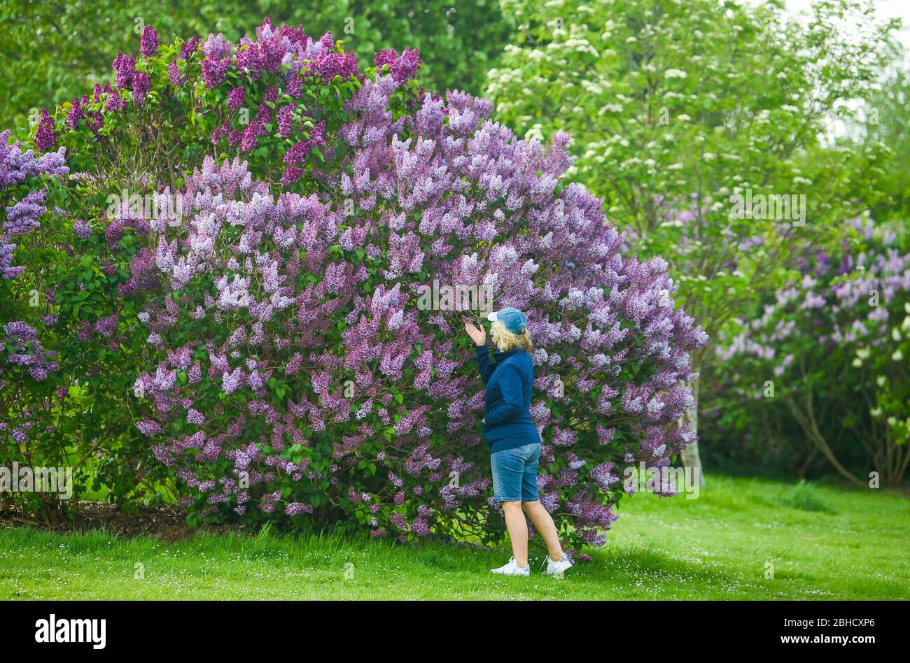 Brighton UK 25. April 2020 - Spaziergänger genießen die Flieder, die in voller Blüte sind, in der National Lilac Collection im Withdean Park Brighton an einem sonnigen Tag während der Sperrbeschränkungen während der Coronavirus COVID-19 Pandemie Krise. Der Park, der für seine Flieder berühmt ist, hat die zweitgrößte Sammlung der Welt mit über 250 Arten. Quelle: Simon Dack / Alamy Live News Stockfoto