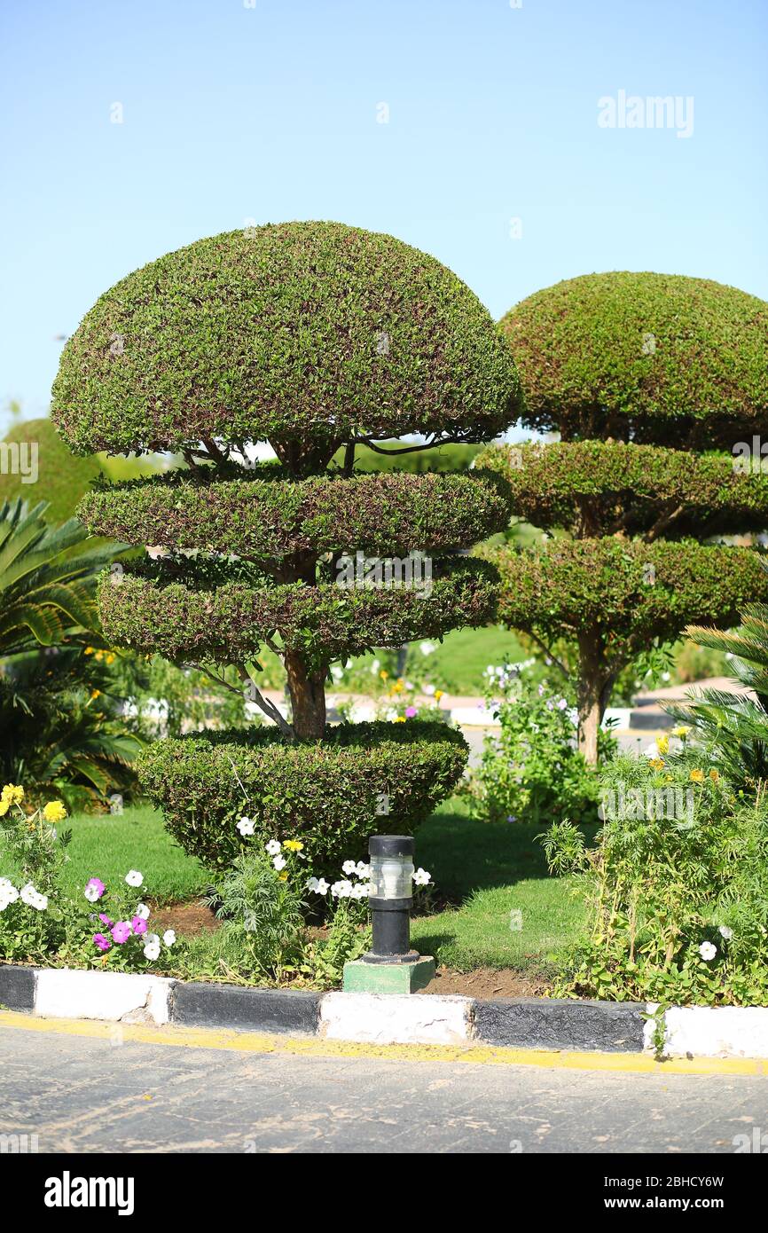 Kreative künstlerische Form topiary Baum. Gartenarbeit, Landschaftsgestaltung Stockfoto