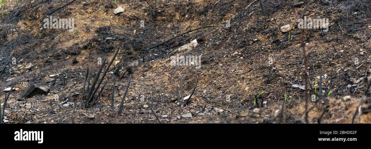 Verbrannter Boden, Schaden durch Feuer, Naturkatastrophen Konzept Stockfoto