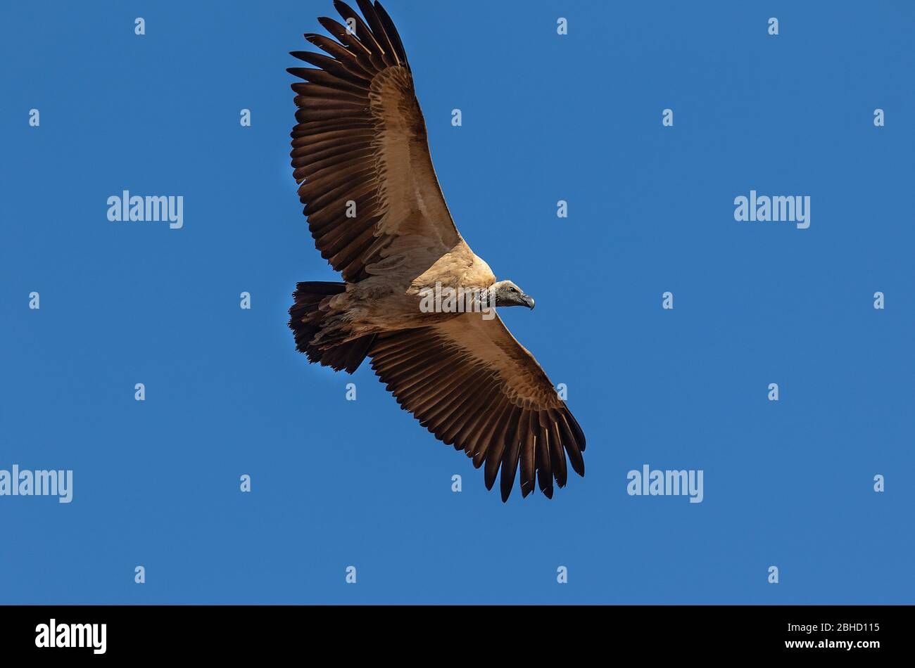 Weißrückengeier (Gyps africanus) im Flug. Timbavati Game Reserve, Südafrika Stockfoto