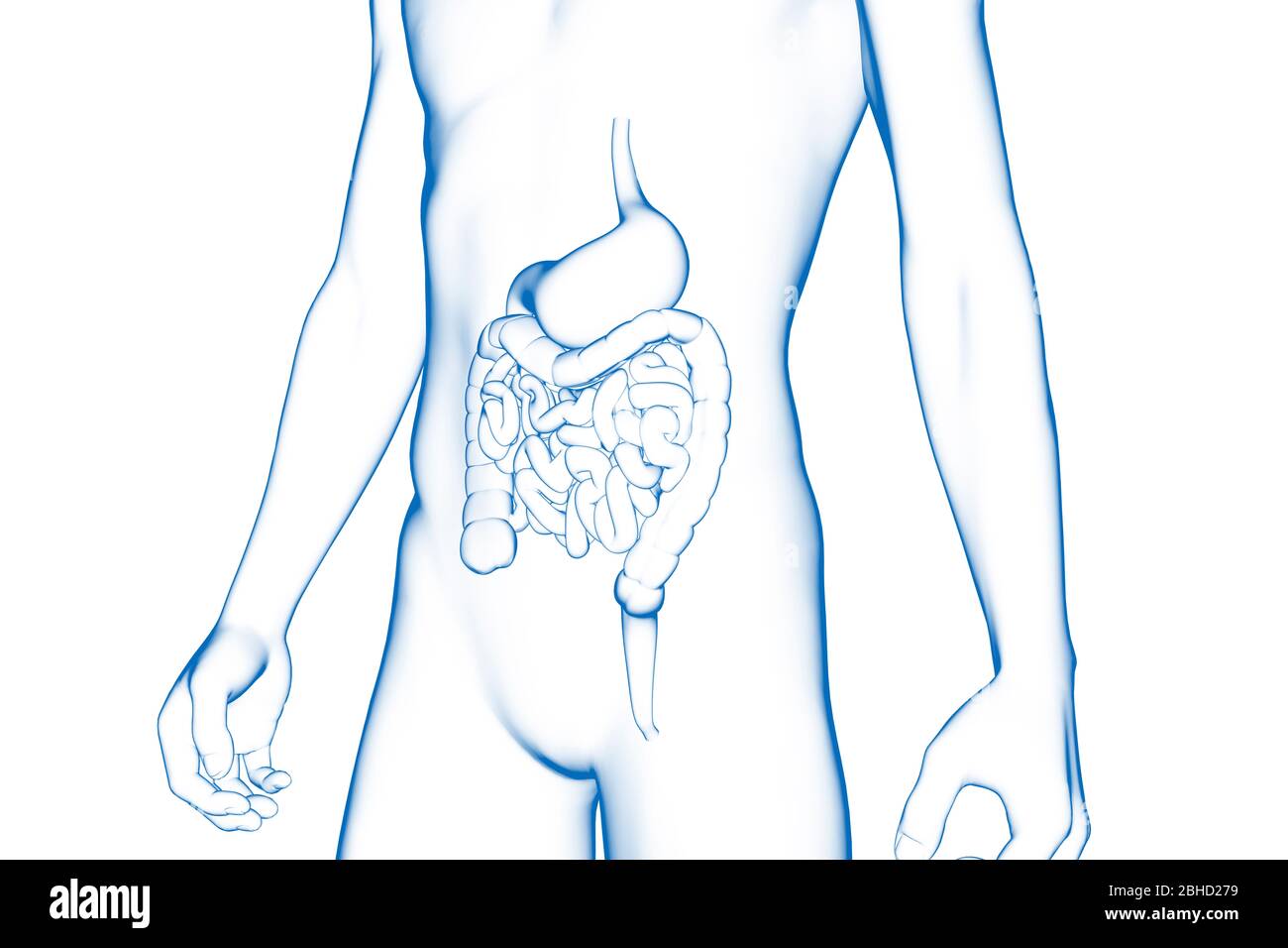 Magen und Darm, menschliches Körperorgan, medizinisches 3D-Modell Stockfoto