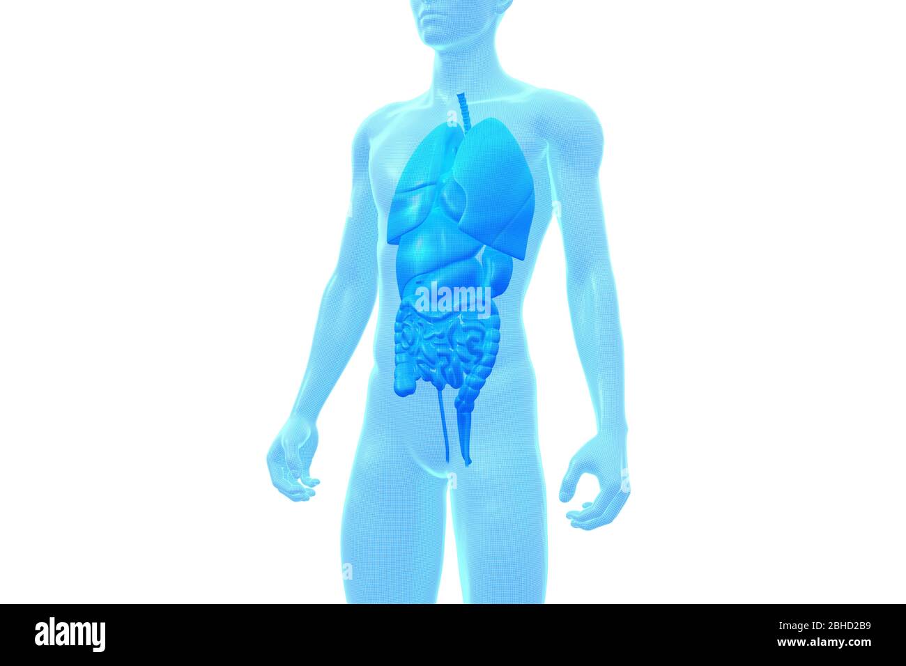 Menschlicher Körper, internes Organ, medizinisches 3D-Modell Stockfoto