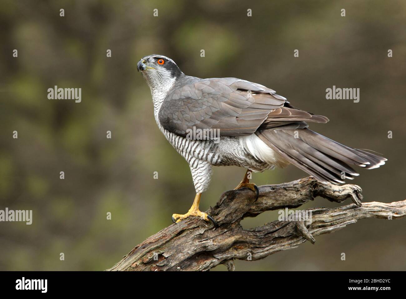Erwachsenes Männchen des nördlichen Habicht mit den letzten Lichtern des Nachmittags, Accipiter gentilis Stockfoto