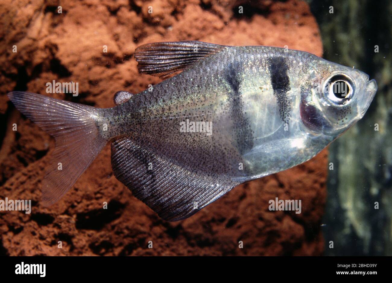 Schwarzer tetra oder Schwarze Witwe, Gymnocorymbus ternetzi Stockfoto